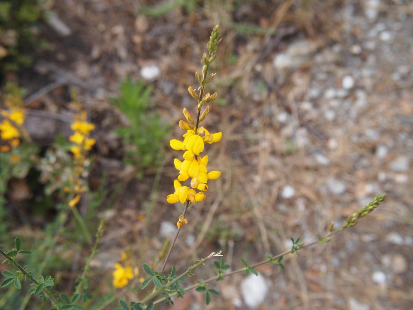 Adenocarpus flower